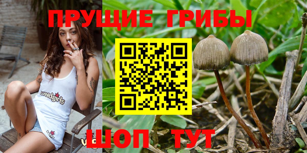 Галлюциногенные грибы MAGIC MUSHROOMS  Вход с VPN  Галлюциногенные грибы Psilocybe  Омск 